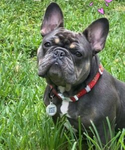 Black and white Frenchie breed sitting in the grass with a toy in its mouth. 