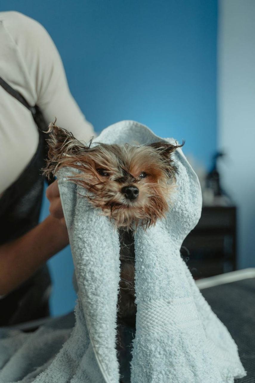 A puppy getting dried off by their owner after a bath.