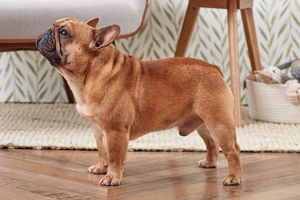 A tan Frenchie breed standing up in a room