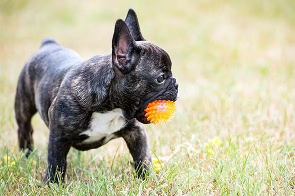 Black and white Frenchie breed dog in the grass with a toy in its mouth. 