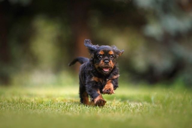 Cute puppy getting exercise and running outdoors. 