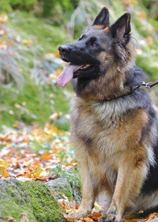 A cute German Shepherd smiling happily while sitting in the grass.