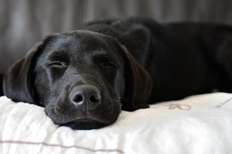 A cute black Labrador retriever sleeping comfortable on a pillow.