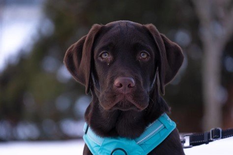 A cute chocolate Labrador retriever sitting outside in the snow. 