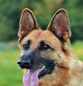 A cute tan and black German Shepherd panting happily outdoors.