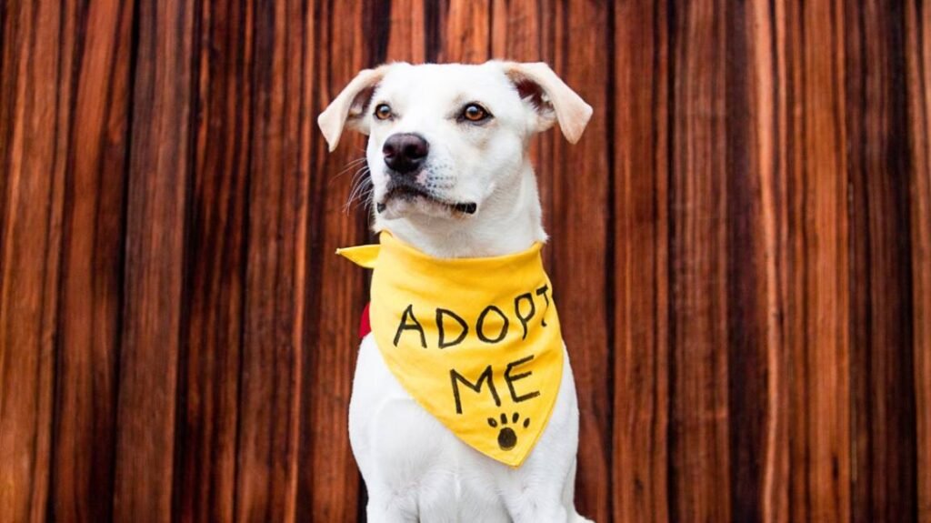 A white dog wearing a yellow ADOPT ME handkerchief around its neck.