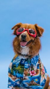 A cute dog wearing a beach shirt and sunglasses on the beach. 