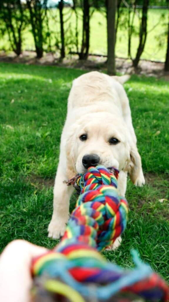 An owner playing tug of war with their tan Labrador Retriever.