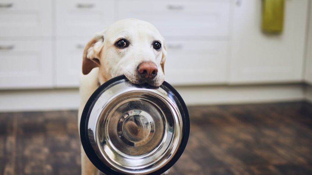 A white Labrador Retriever holding a feeding bowl in its mouth. 