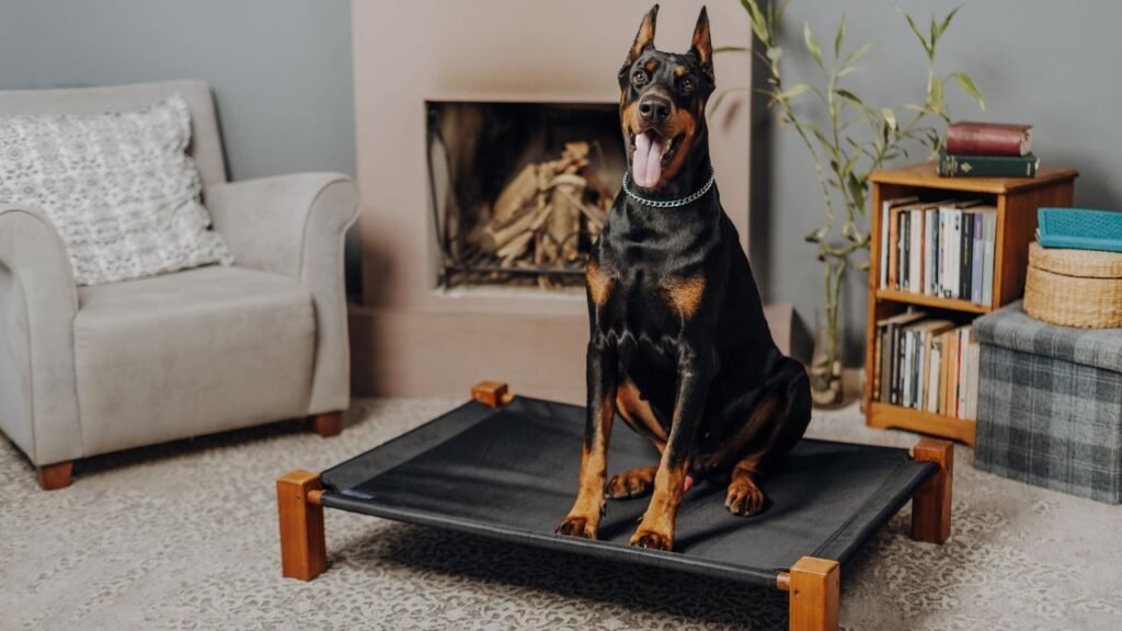 A large breed Doberman Pincher sitting on a dog cot inside a smaller living room. 