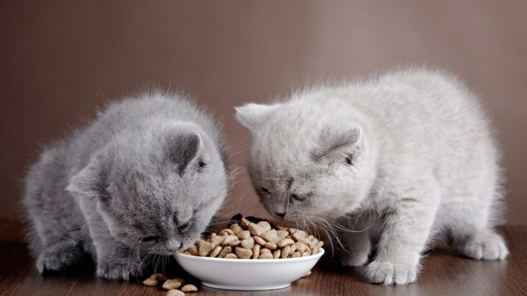 A gray and a white kitten eating food out of the same bowl.