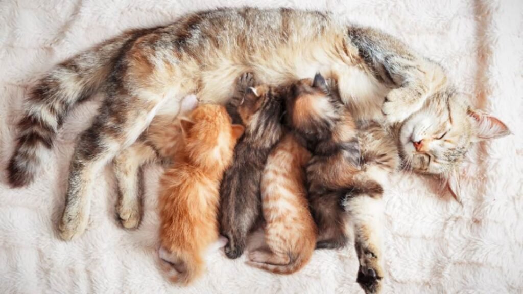 A mother cat nursing her litter of kittens. 