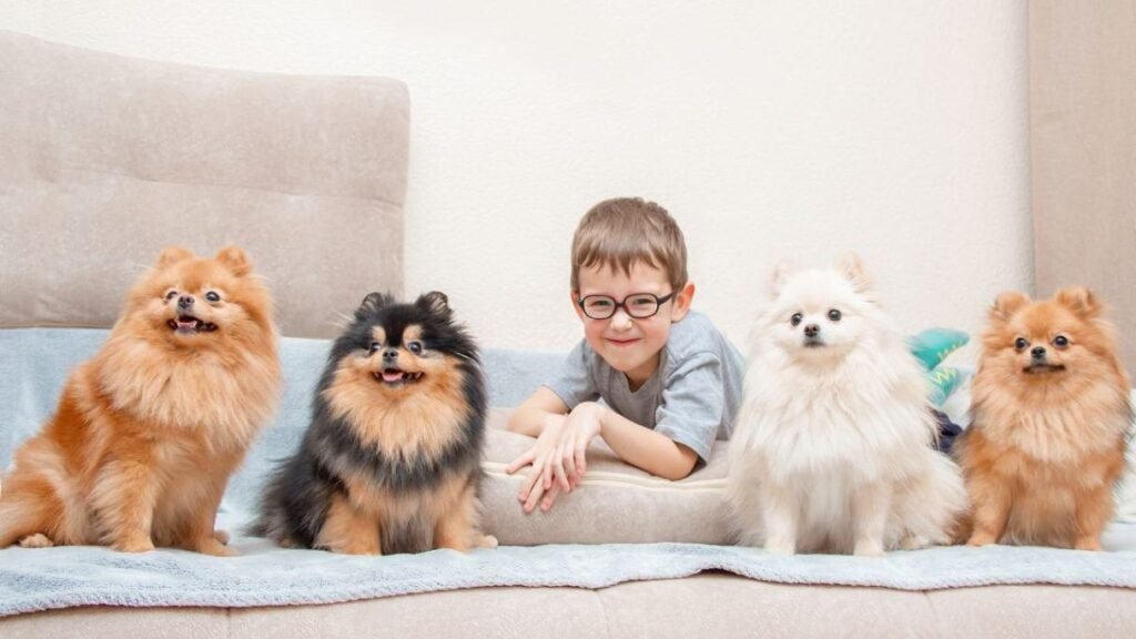 A variety of Pomeranian dogs in different colors posing for a photo with a young boy.