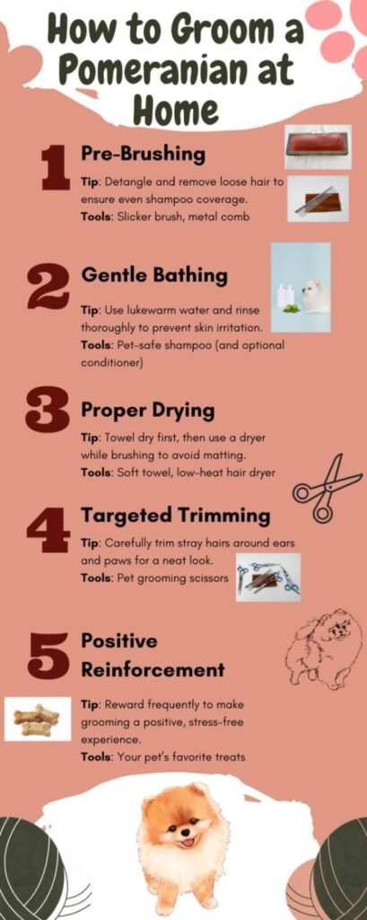 How To Groom Your Pomeranian Dog At Home Infographic