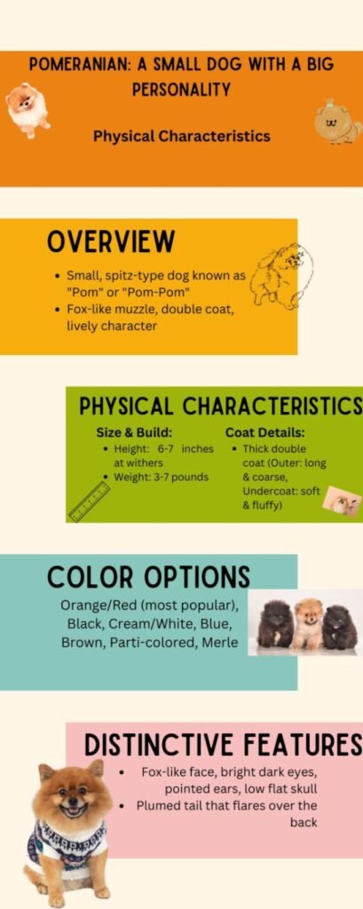 Pomeranian Dog Breed Information and Characteristics Infographic