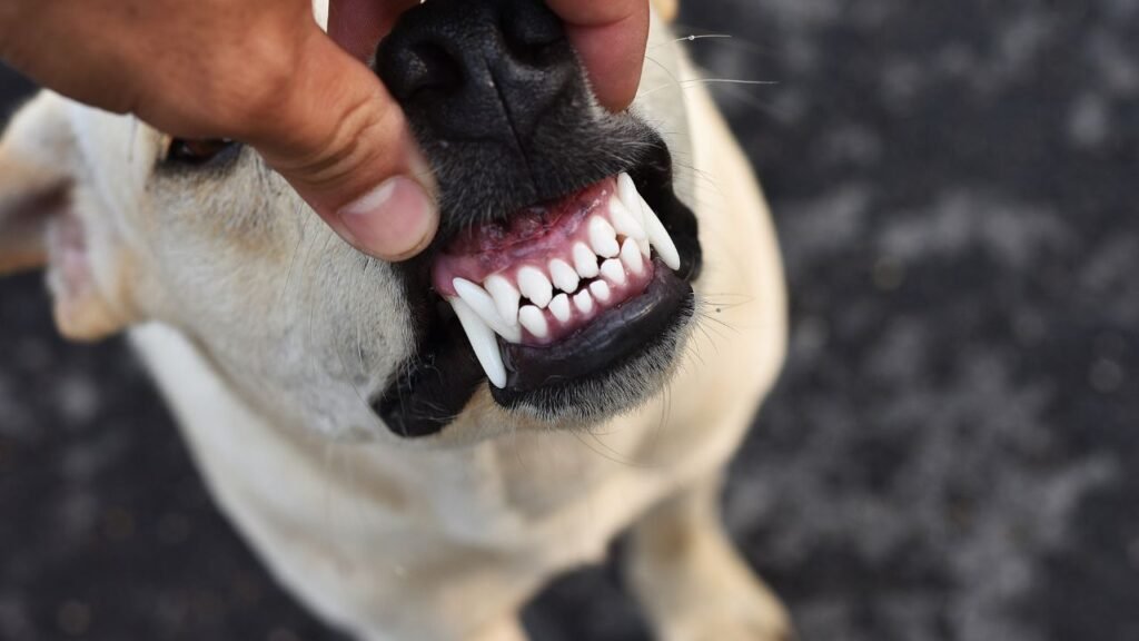 An owner showing off his dog's teeth to demonstrate how to keep a dog's teeth clean without brushing.