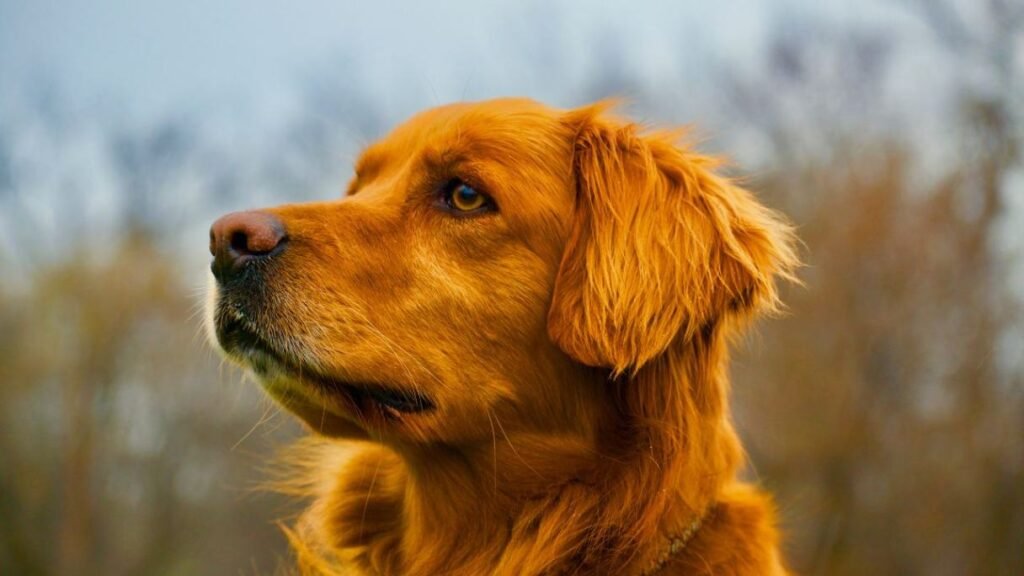 A Golden Retriever looking off to the side sitting outdoors. 