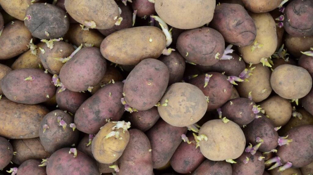 Green or sprouted potatoes, which contain solanine and can cause vomiting, lethargy, and neurological symptoms in dogs.