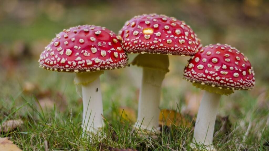 Wild or toxic mushrooms, which can cause organ failure or neurological damage in dogs.