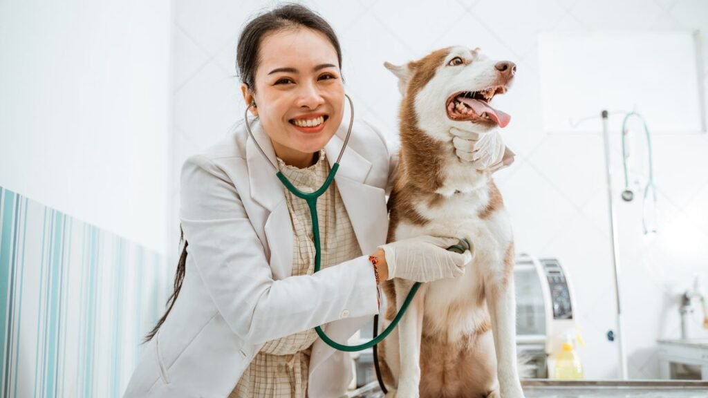 A veterinarian performing a regular checkup on a Sibertian Husky at the vet to check for dog teeth cleaning. 