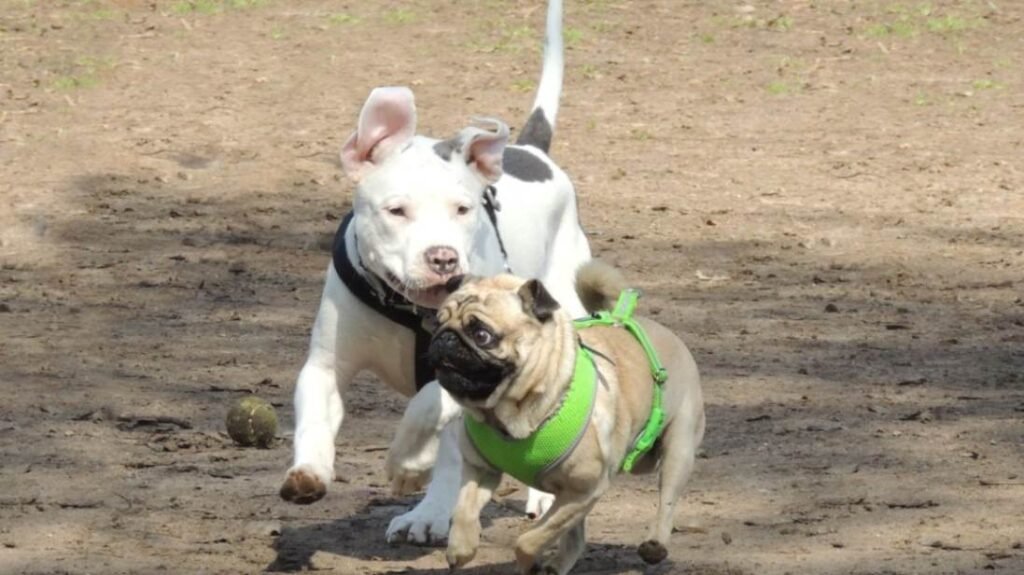 Pug playful personality and temperament - a pug playing and running with another dog outdoors. 