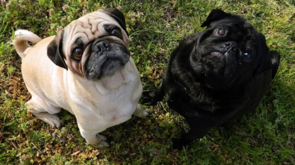 Pug physical characteristics and appearance - a black and fawn colored Pug photographed together. 