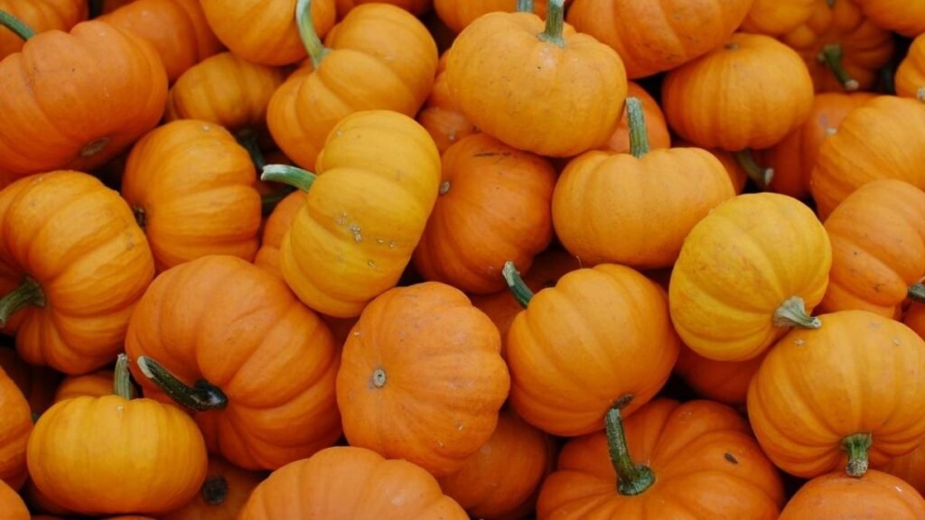 Fiber-filled pumpkin that aids digestion and provides nutrients for dogs.