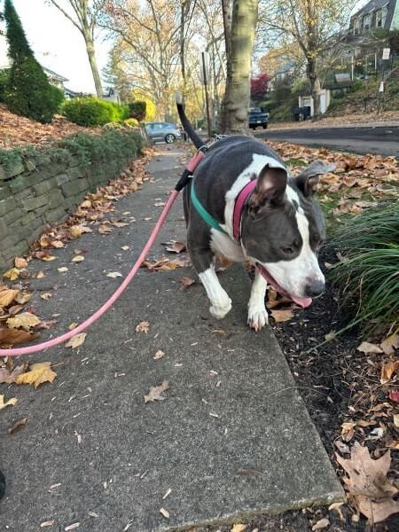 Diamond-the-pitt-bull-going-for-a-walk