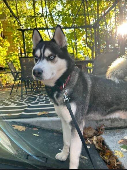 Max-the-Siberian-Husky-enjoying-fresh-air