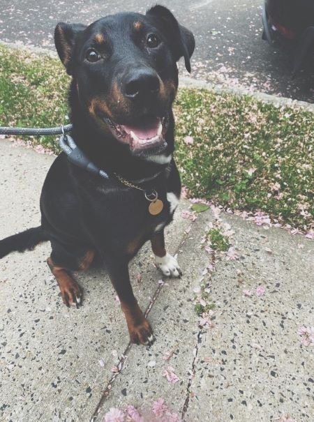 Roman, the mixed-breed pup, sitting cute on a sidewalk.