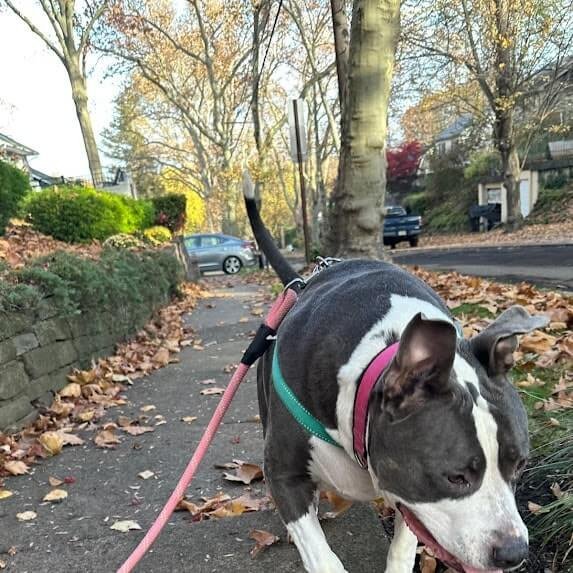 Pit-bull-going-for-a-walk-min