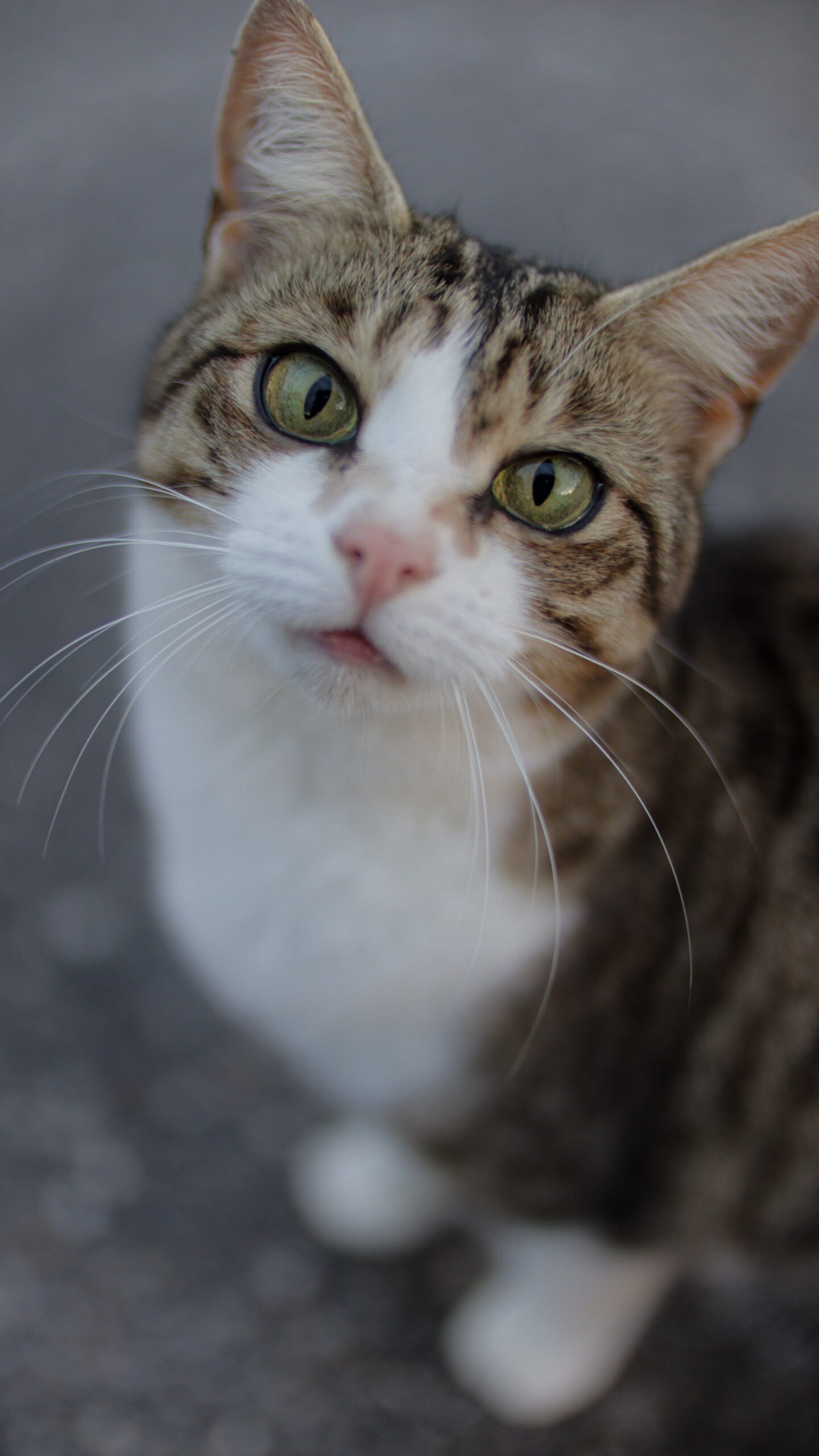 Closeup of a fluffy cat with green eyes