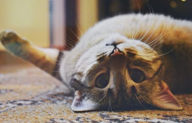 cute-cat-lying-upside-down-on-the-floor