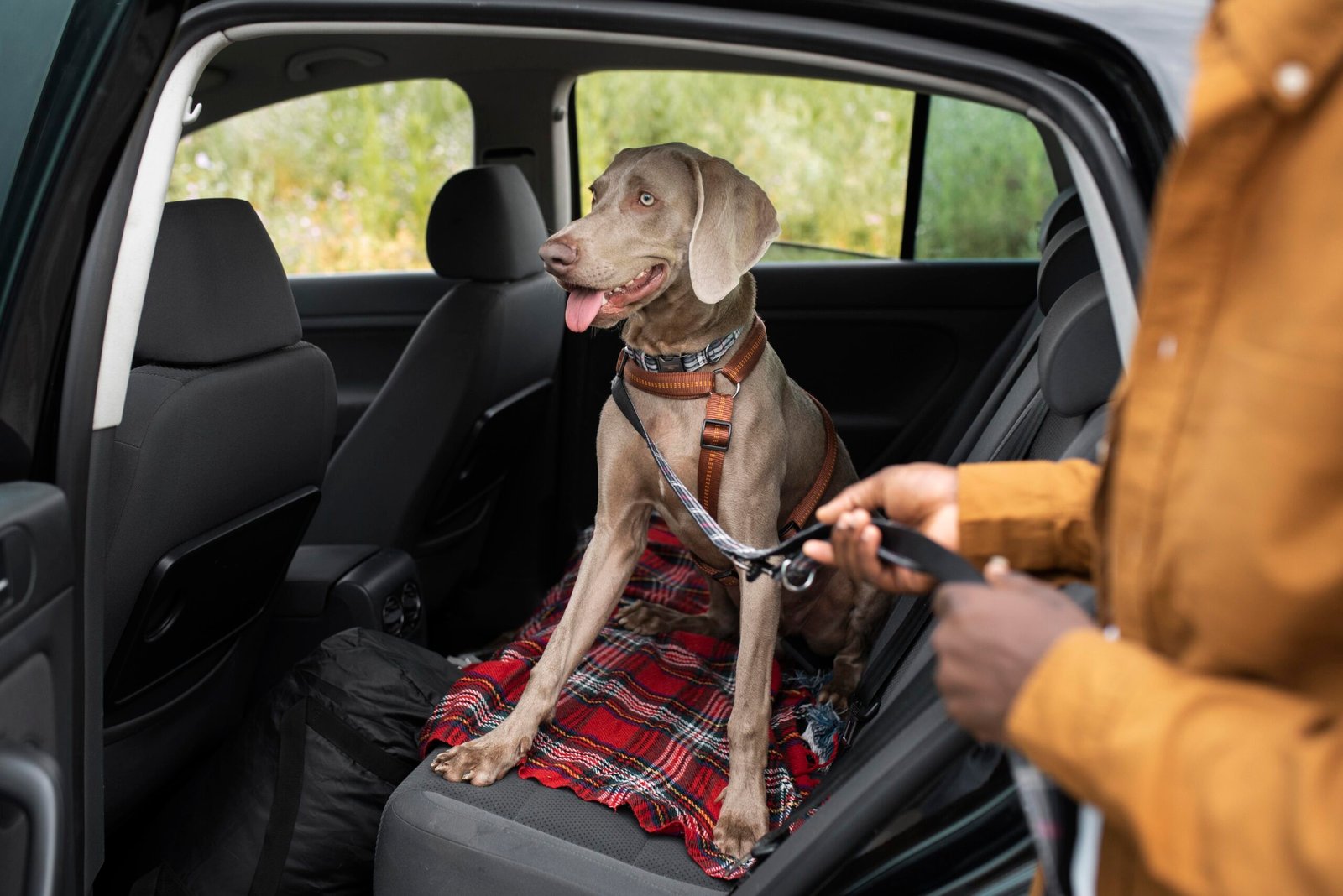 Dog sitting in the backseat of a car.