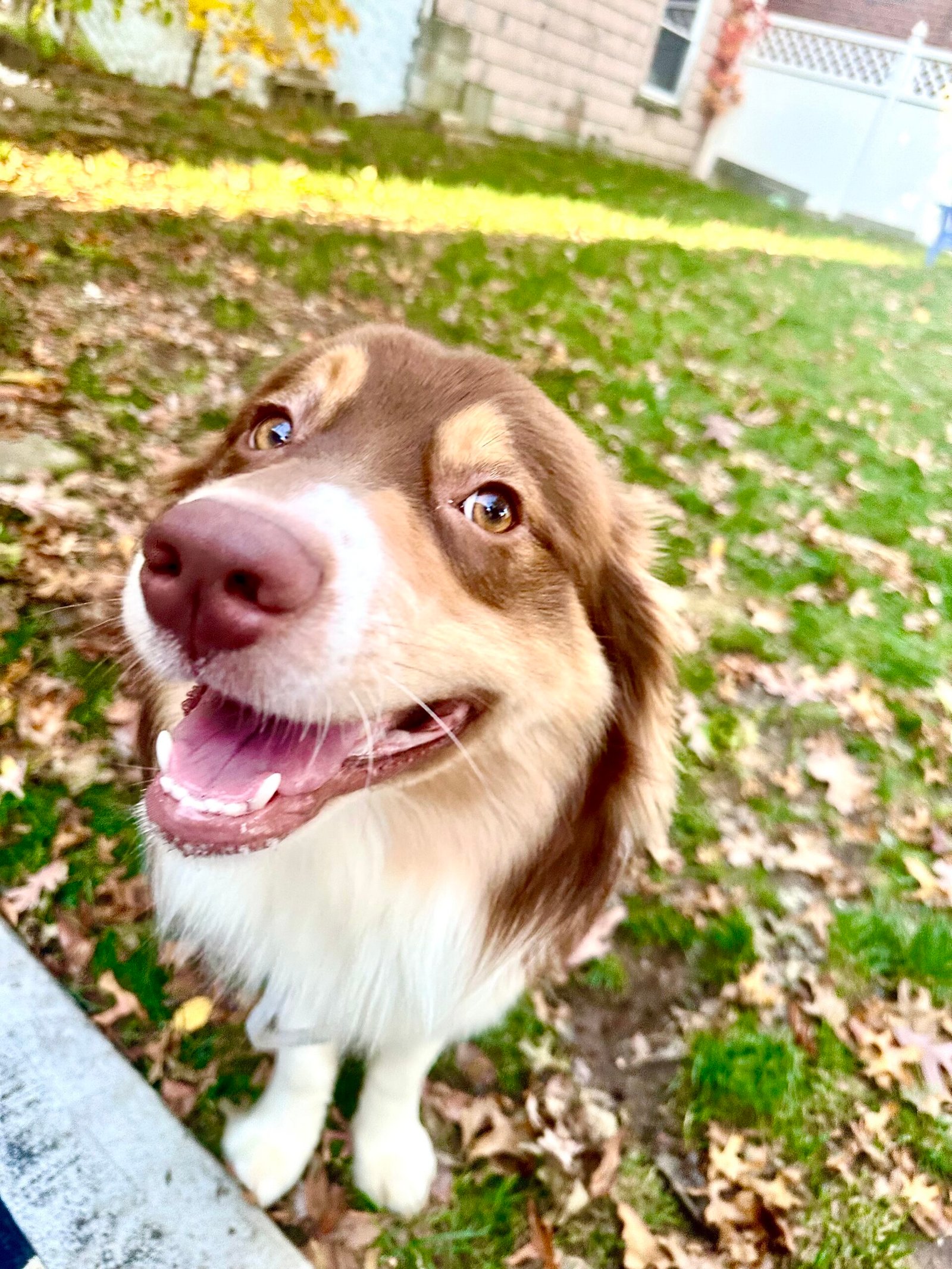 Red Bull, the Australian Shepherd sitting outside in some leaves.