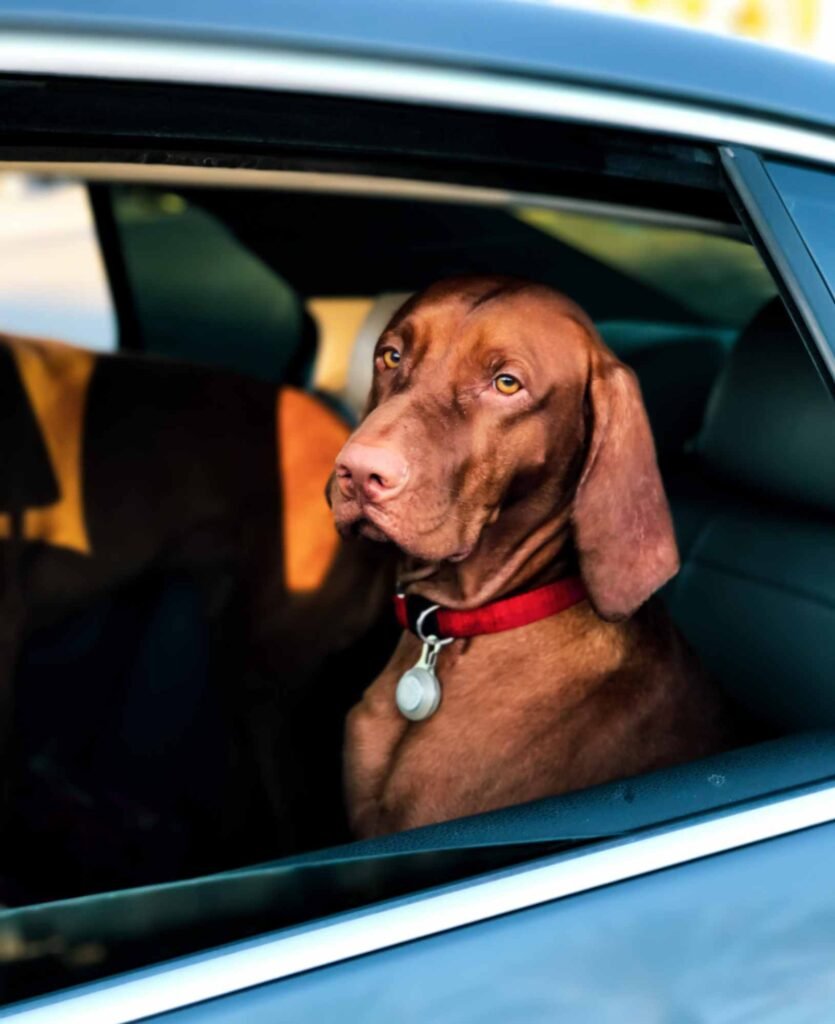 A photo of a dog sitting in the backseat of a car.