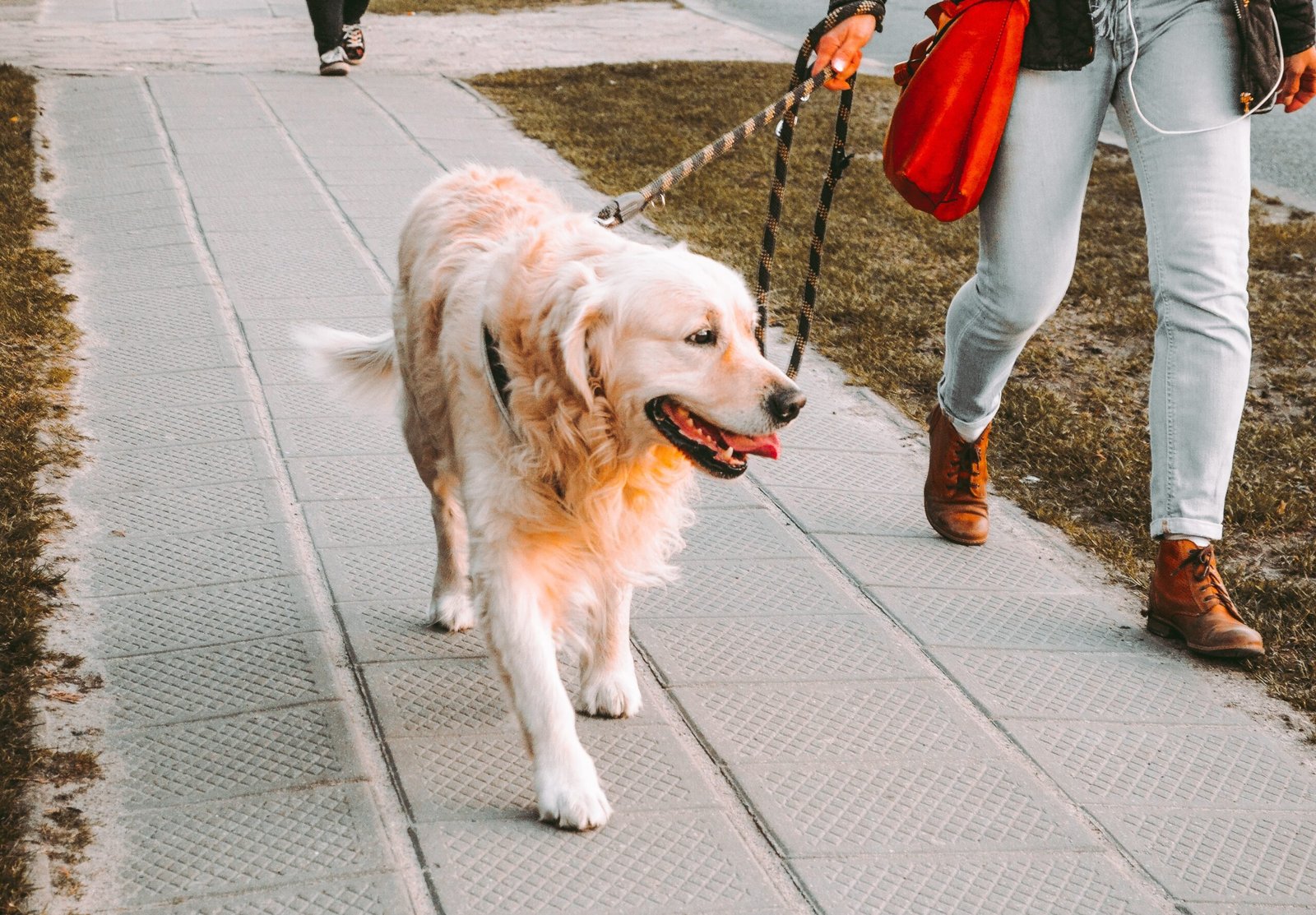 A Golden Retriever being walked on a leash.