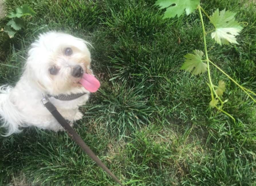Romeo, the Havanese pup, is as happy as he can be on a walk.
