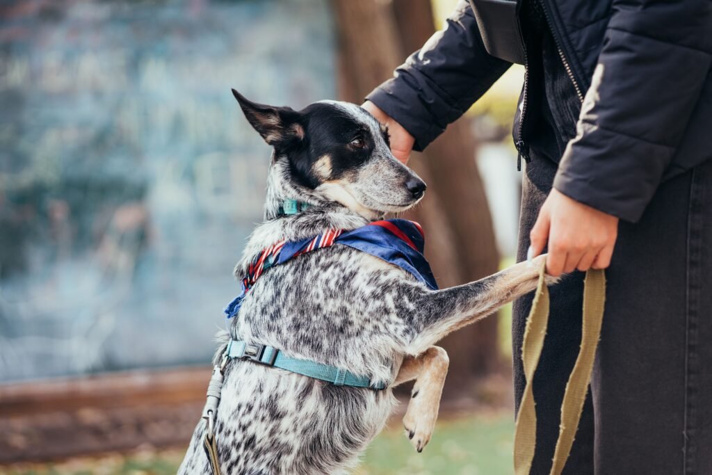 A mixed breed pup jumping on his owner