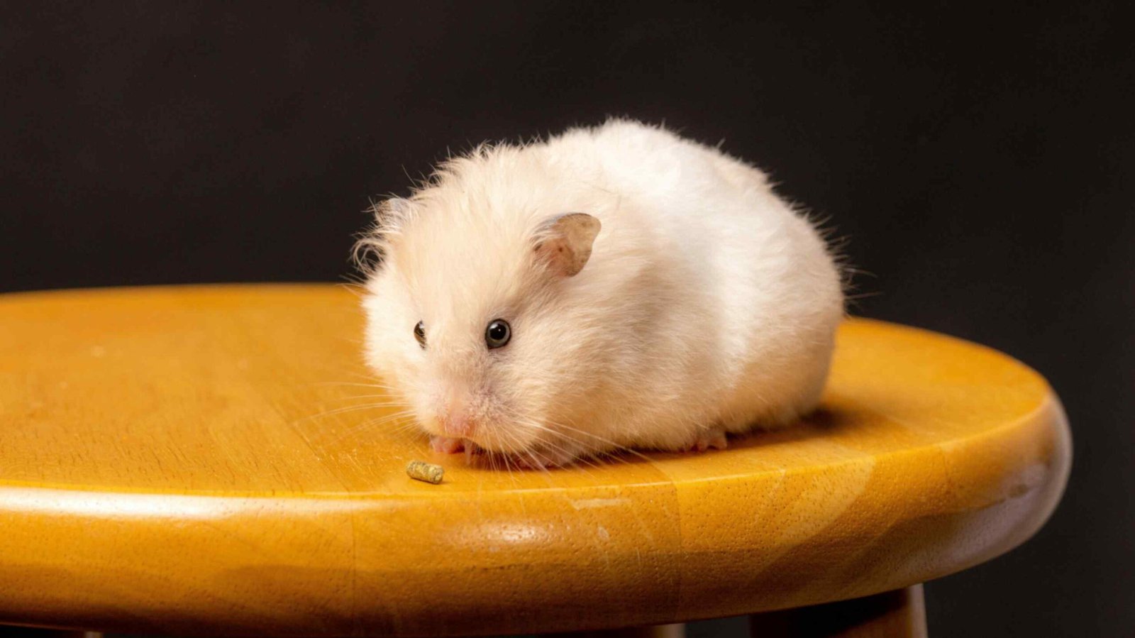A white gerbil is sitting on a stool, eating food.
