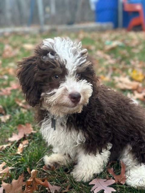 Demo, the mini-Bernedoodle, puppy sitting in some leaves outside.