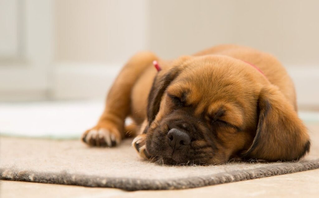 A cute fawn colored puppy taking a nap on a rug.