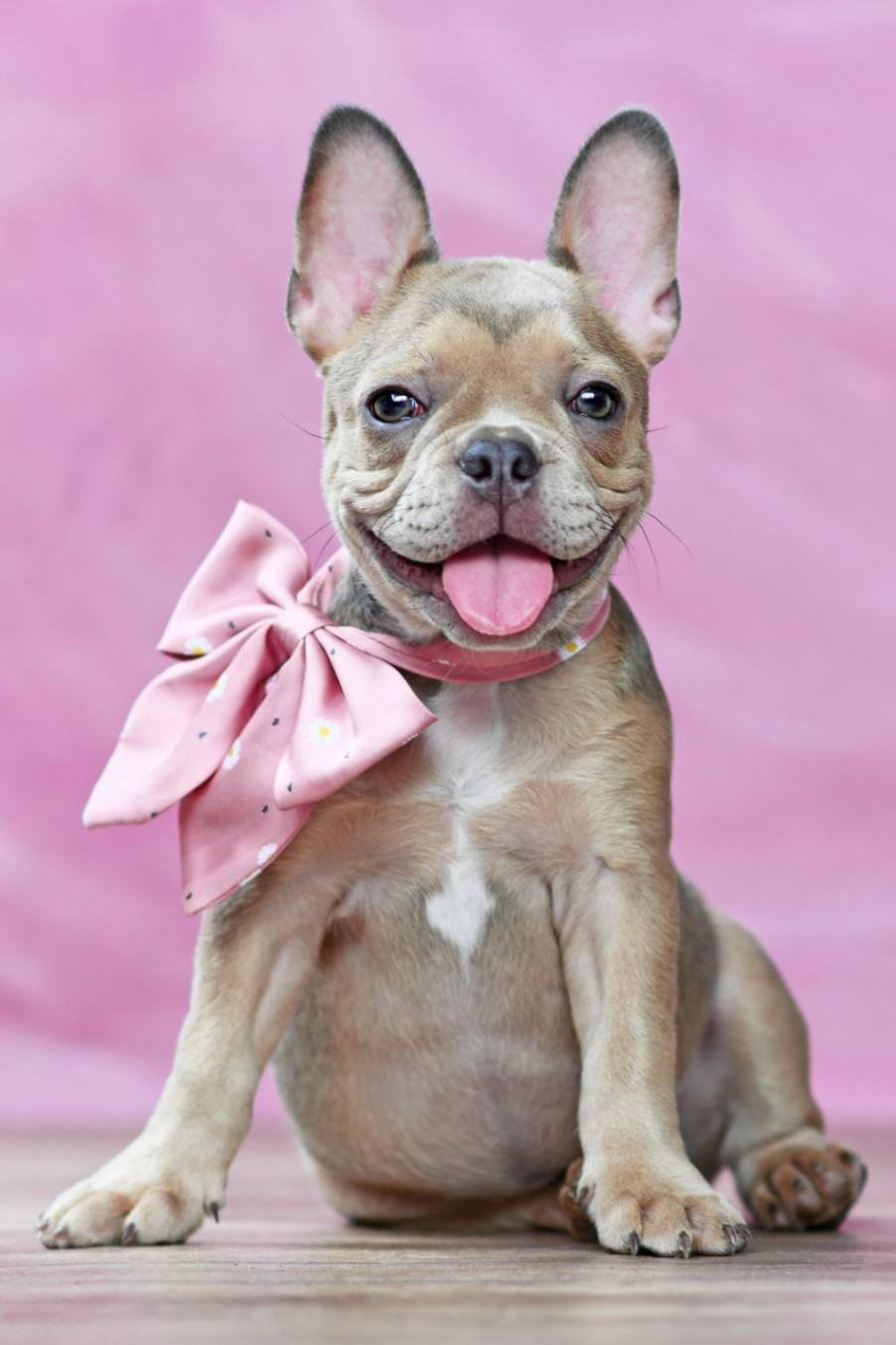 A Cute French Bulldog wearing a pink bowtie around its neck.