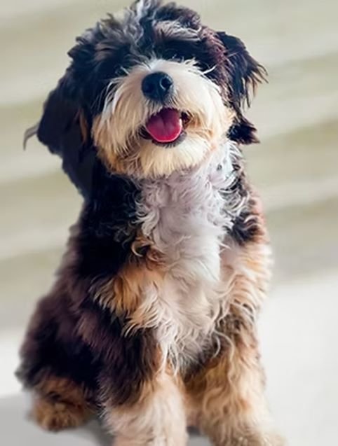 A cute tri-colored mini Bernedoodle smiling as he sits.