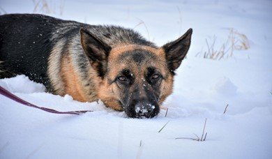 A cute German Shepherd lying peacefully in the snow.