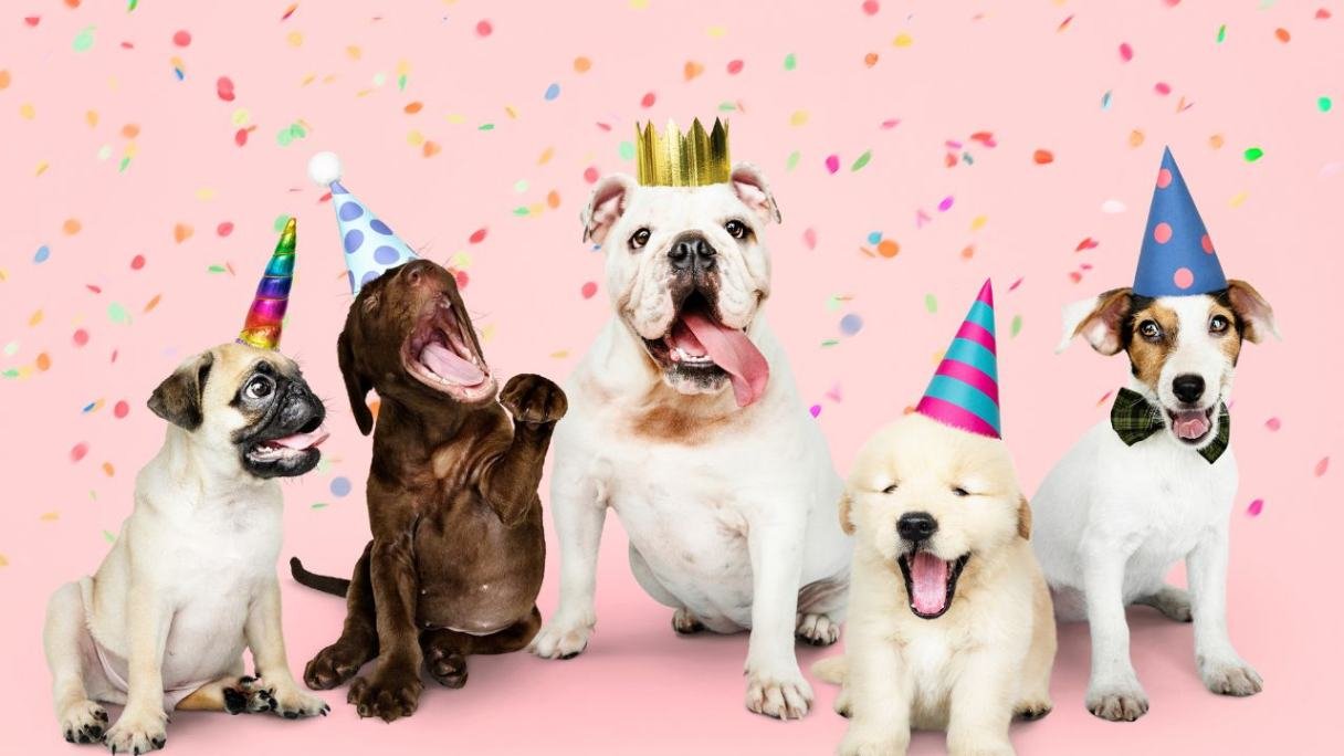 A group of different dog breeds happily smiling in a photo wearing birthday hats.