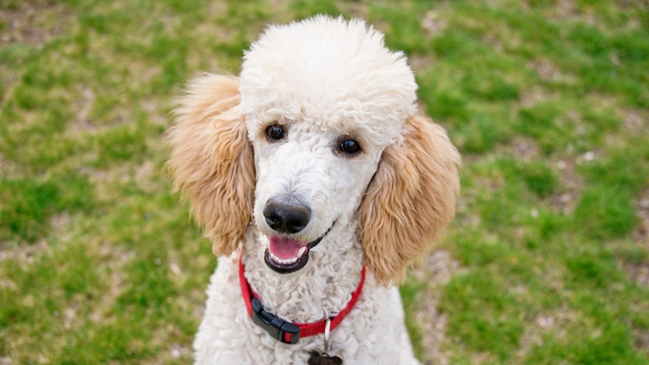 A cute pure-bred Poodle smiling while sitting in the grass outdoors.