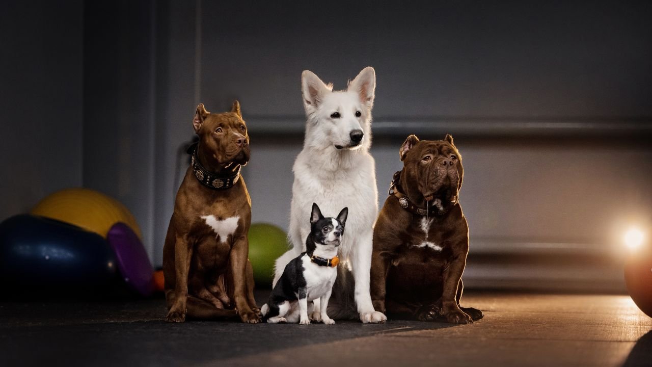 Four dogs sitting in a room.