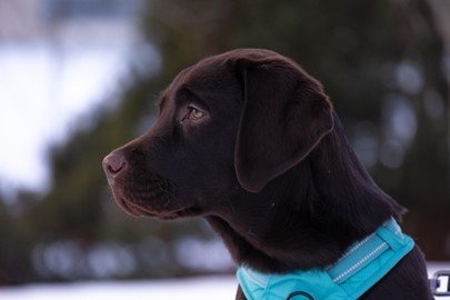 Information about the labrador retriever sitting outside in the snow.