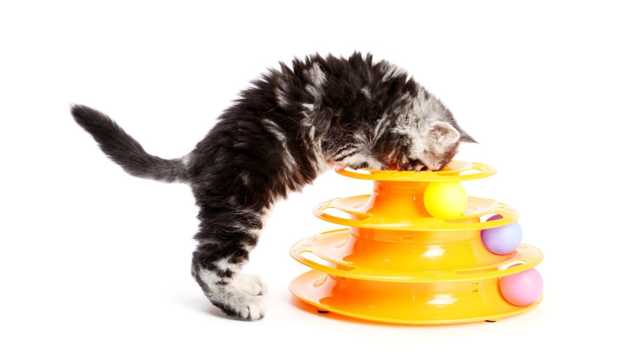 A kitten playing with a toy.